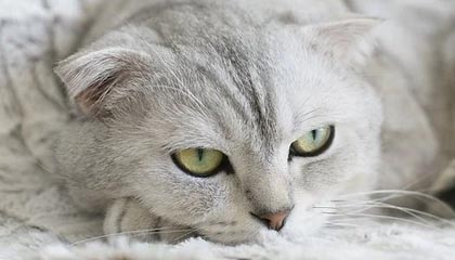 浙江2026年最新北京商务伴游经纪招聘渠道分享(最方便真实的浙江北京爱特博旅运服务有限责任公司招聘方法)