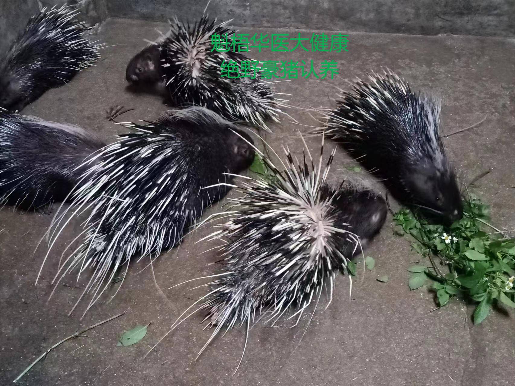 最新豪猪回收商家方法分析(最方便真实的浙江豪猪卖去什么地方方法)